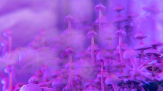 psilocybin for depression