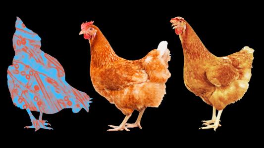 Three chickens, with one overlayed by a microscope image of the flu virus, on a black background