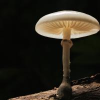 A single white mushroom with gills is growing on a log in a dark environment.