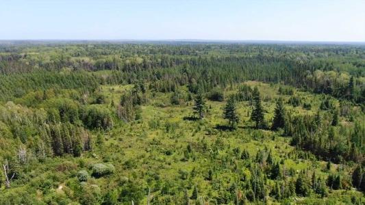 Aerial view of a dense, lush green forest with a variety of trees and uneven clearings after a recent helium discovery under a clear blue sky.