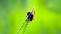 a tick clinging to the tip of a blade of grass against a green background.