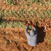 An aerial view of a farmer in a field.