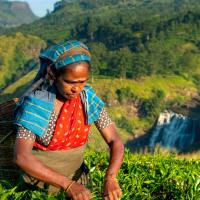 A person wearing a headscarf and carrying a basket picks tea leaves in a green hilly landscape with a waterfall in the background.