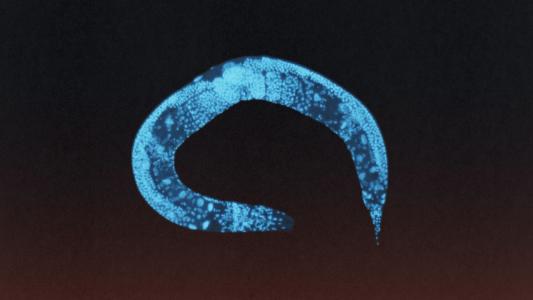 A glowing blue outline of a nematode worm (C. elegans) is visible against a dark background, with fluorescent spots throughout its body.