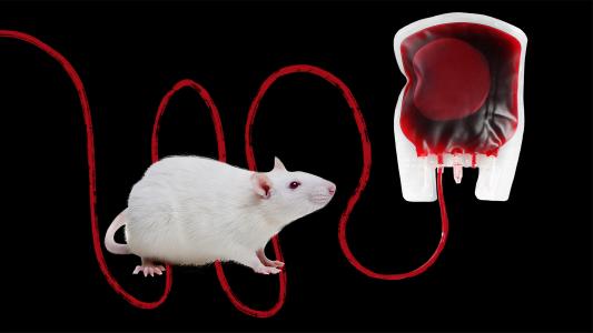 young blood transfusions