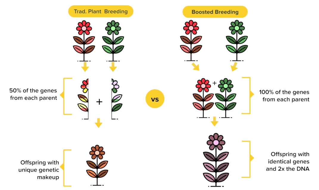 Comparison of traditional plant breeding and boosted breeding