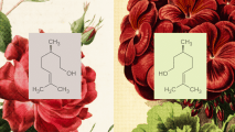 Two molecular structures are shown on patterned floral backgrounds; each structure is displayed on a solid-colored rectangle in front of a large red flower illustration.