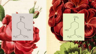 Two molecular structures are shown on patterned floral backgrounds; each structure is displayed on a solid-colored rectangle in front of a large red flower illustration.